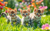 Adorable Bengal Kittens for Sale frolicking in a lush garden, showcasing their unique patterns and playful spirits.